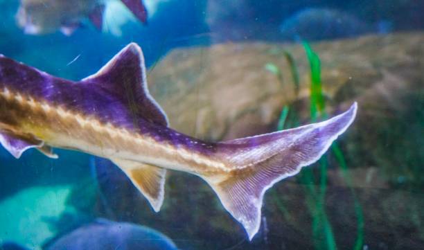 istock Sturgeon fish in an aquarium 1053190434