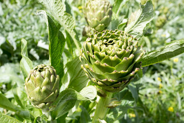istock Green fresh organic artichoke field agriculture (Turkey / Izmir / Urla) 1053190472