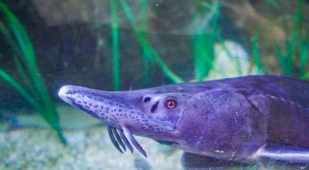 istock Sturgeon fish in an aquarium 1053190516