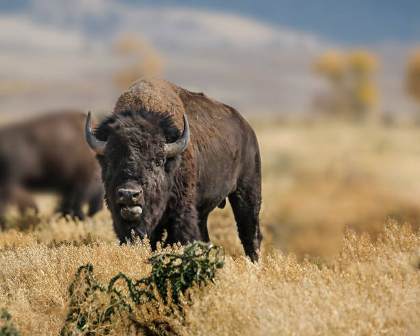 istock Bison watching the photographer closely 1053190612