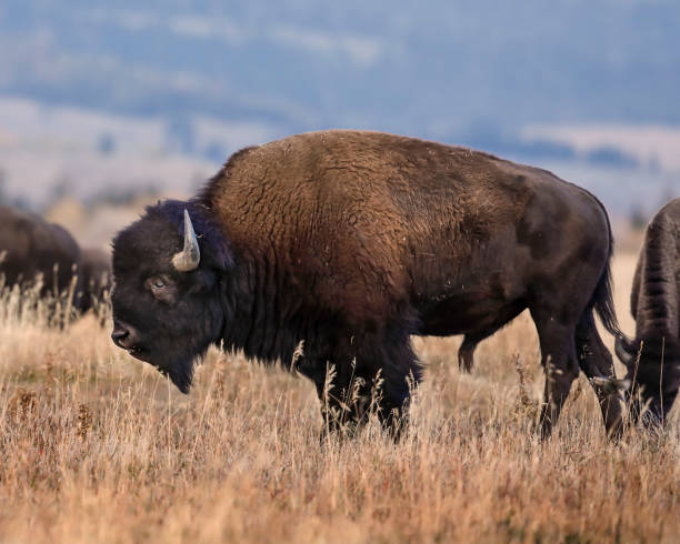 istock Bison on the plains in the Grand Tetons 1053190700