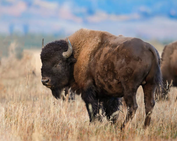 istock Bison posing for the photographer 1053190744
