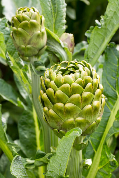 istock Green fresh organic artichoke field agriculture (Turkey / Izmir / Urla) 1053190828