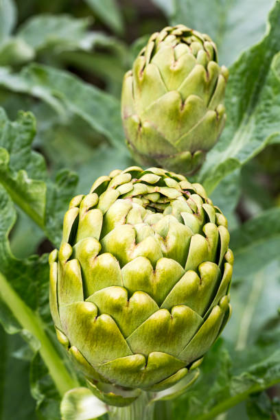 istock Green fresh organic artichoke field agriculture (Turkey / Izmir / Urla) 1053190834
