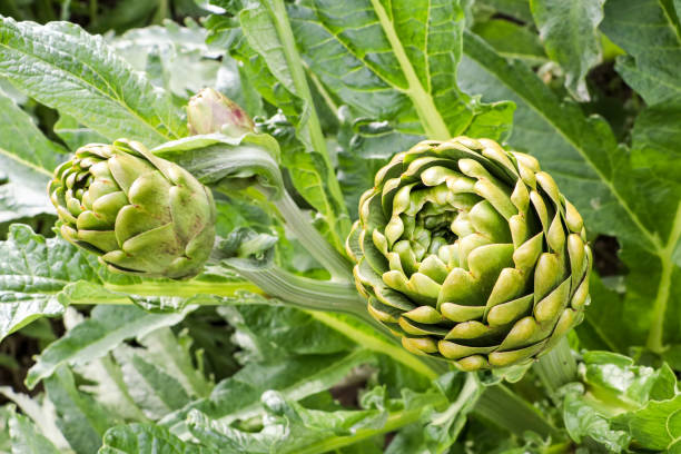 istock Green fresh organic artichoke field agriculture (Turkey / Izmir / Urla) 1053190890