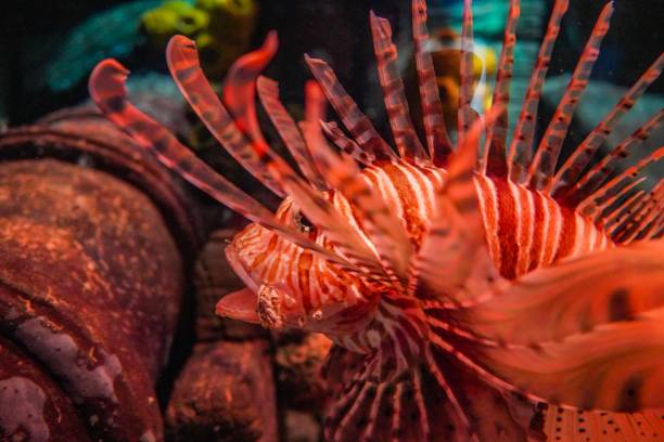 Wonderful Lionfish next to corals. Picture shows a wonderful Lionfish next to corals. pterois antennata stock pictures, royalty-free photos & images