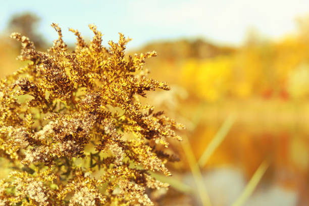 Beautiful flowers of autumn in Ontario by the pond. Canadian autumn. Fall colors of Canada.