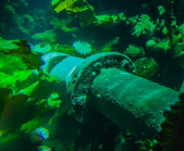 Some pipelines underwater Picture shows some pipelines underwater. batfish platax stock pictures, royalty-free photos & images