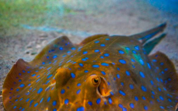 istock Stingray underwater in an aquarium 1053193288