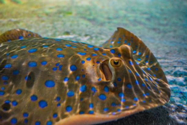 istock Stingray underwater in an aquarium 1053193354