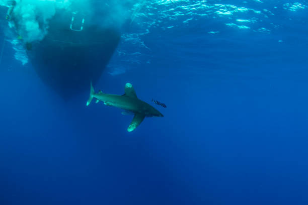 istock Swimming Under Boats 1053194408