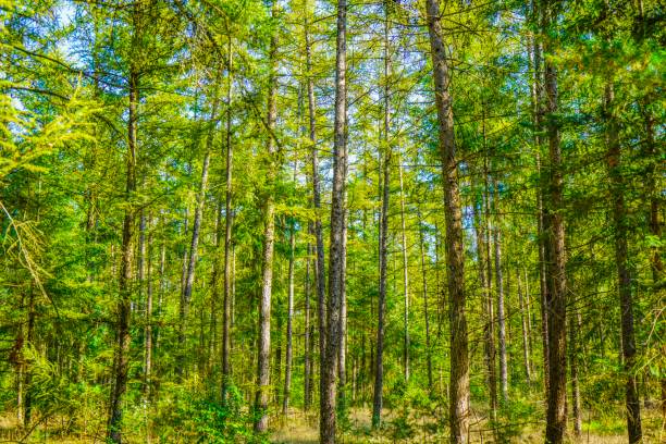istock Leaves and trees at summer in Germany 1053194578