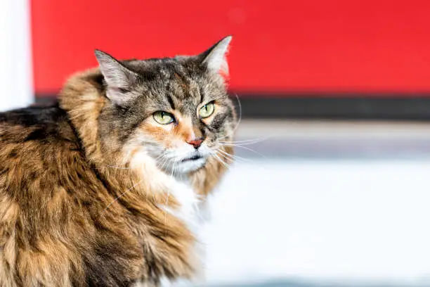 Angry calico maine coon cat with green eyes meowing, standing outside by red door wanting asking begging to go inside