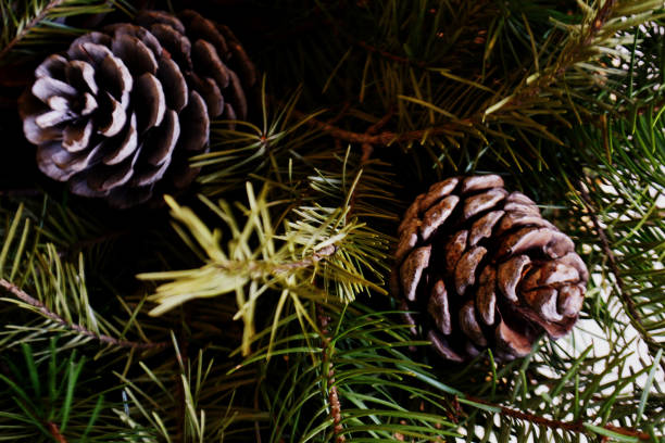 istock pine branches with pine cones Christmas and new year background 1053195118