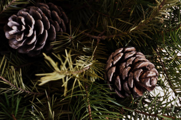 istock pine branches with pine cones Christmas and new year background 1053195150