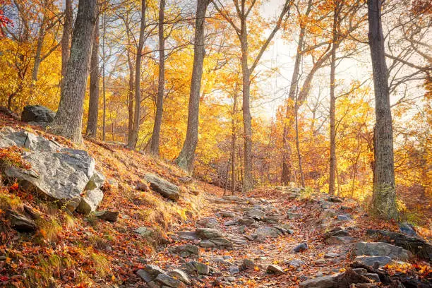 Photo of Hiking rocky trail through colorful orange foliage fall autumn forest with many leaves, rocks, stones on path in Harper's Ferry, West Virginia, sun behind sunburst trees, fallen leaf