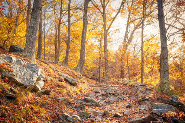 hiking rocky trail through colorful orange foliage fall autumn forest with many leaves, rocks, stones on path in harper's ferry, west virginia, sun behind sunburst trees, fallen leaf - road country road empty autumn imagens e fotografias de stock