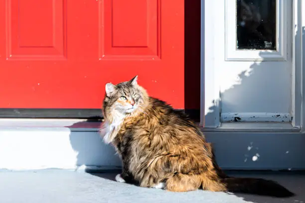 Scared, calico maine coon cat with green eyes standing outside by red door wanting asking begging to go inside