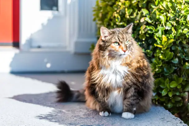 One scared, calico maine coon cat sitting outside, outdoors by red door hiding behind green bushes in shade by house, home entrance