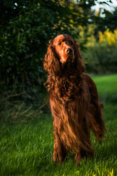 istock An Irish Setter basked in golden light 1053197956