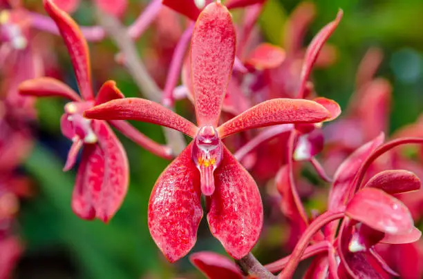 Close-up of red flowers is a beautiful nature of Renanopsis Lena Rowold or Rhynchostylis Orchid on the branch of tree