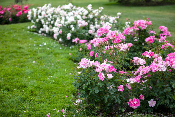 istock Row of pink and white rosebushes 1053198306