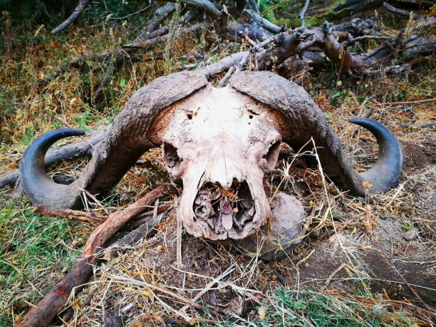 istock Buffalo skull in Tanzania 1053198532