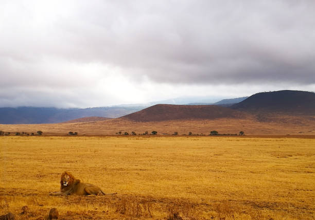 lion in tanzania