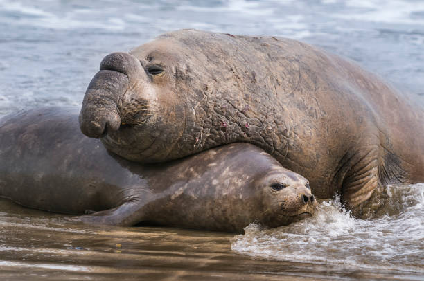 istock Elephant seal in Patagonia 1053202478