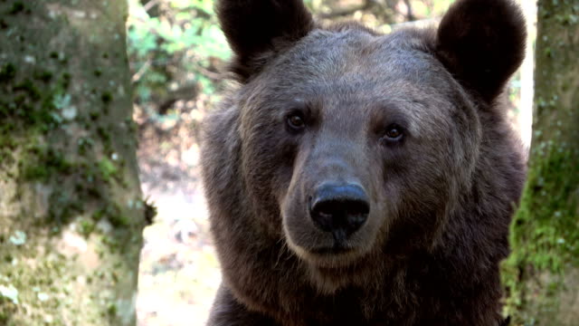 Head of a brown bear, Ursus arctos