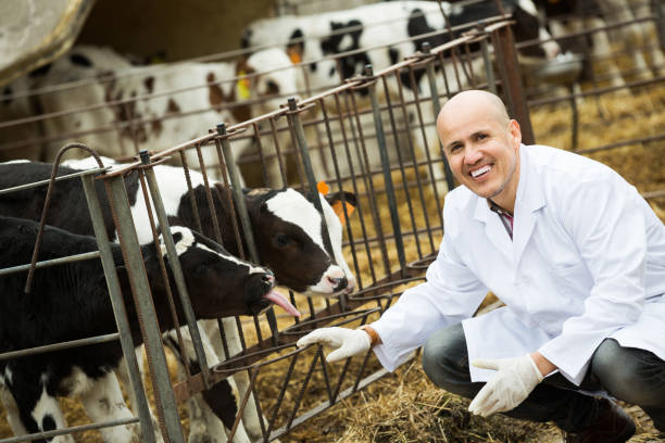 istock Employee nursing cattle in cowhouse 1053202948