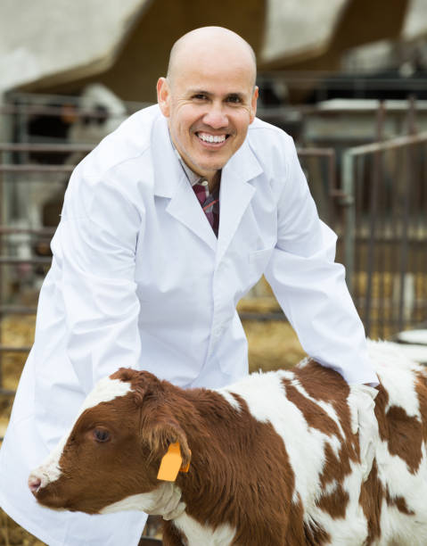 istock Employee nursing cattle in cowhouse 1053202968