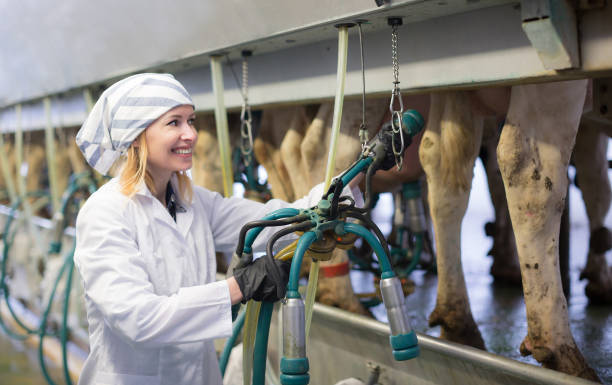istock Farm worker in barn with cow milking machines 1053202974