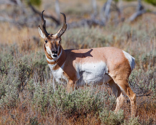 istock Handsome pronghorn buck 1053203642
