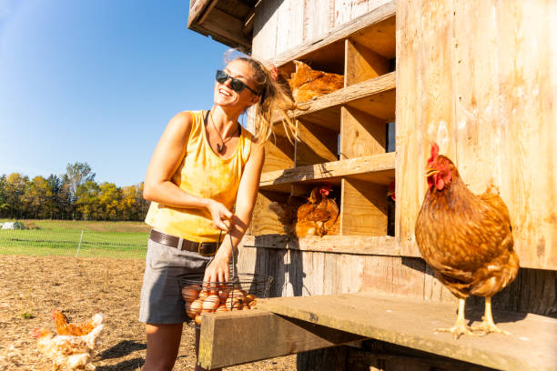istock A happy female farmer collecting organic chicken eggs. 1053204136