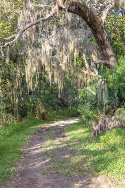 istock Florida Hiking Trail under Spanish Moss 1053205256