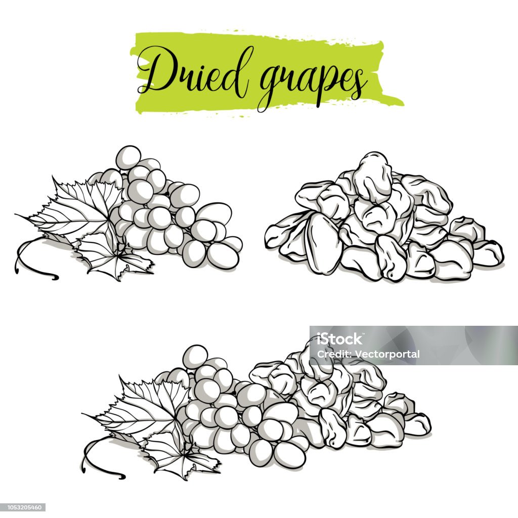 Hand drawn sketch style Grapes set. Single, group fruits, dried, raisin, branch of grapes. Organic food, vector doodle illustrations collection isolated on white background. Alcohol - Drink stock vector