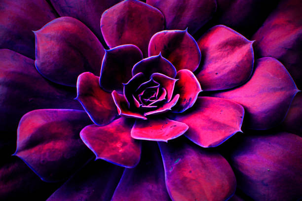 istock Succulent plant flower background 8 1053205504