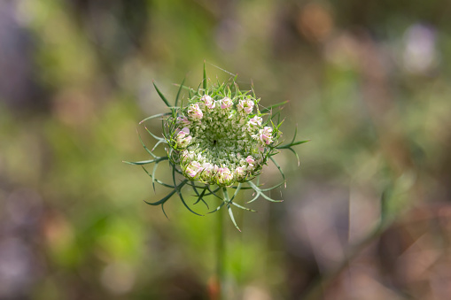 Wild carrot or daucus carota flower in the garden. Floral background.