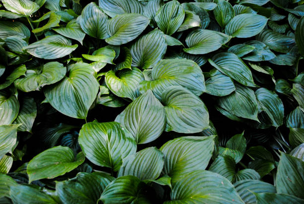 istock Beautiful vegetation in the park Sofiyivka 1053205942