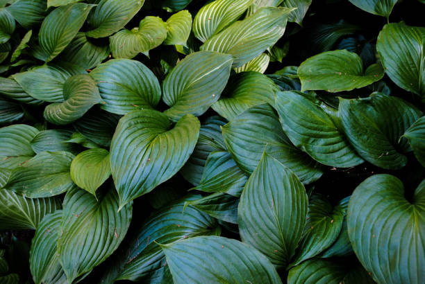 istock Beautiful vegetation in the park Sofiyivka 1053205944