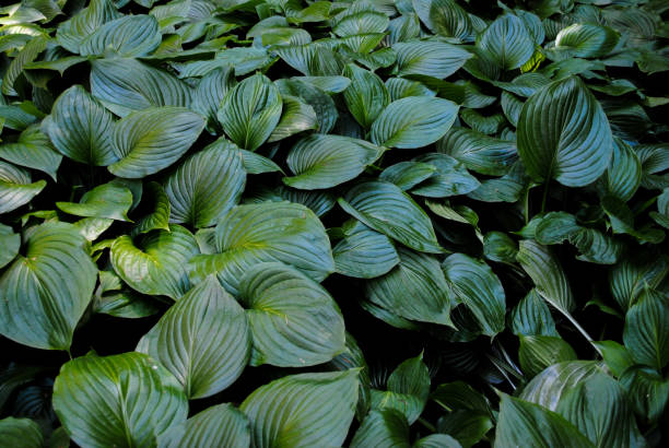 istock Beautiful vegetation in the park Sofiyivka 1053205952