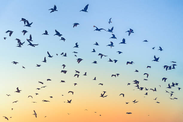 istock Flying birds during sunset, Guadalupe Dunes National Reserve 1053206042