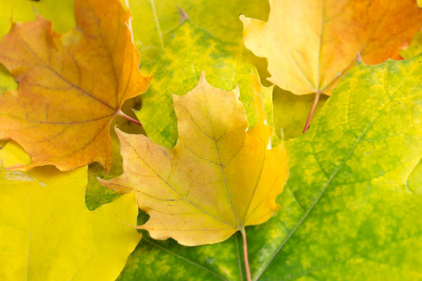 istock Autumn yellow green orange maple leaf close-up as a graphic resource 1053208306