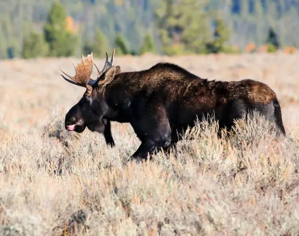 Moose motoring across the meadow