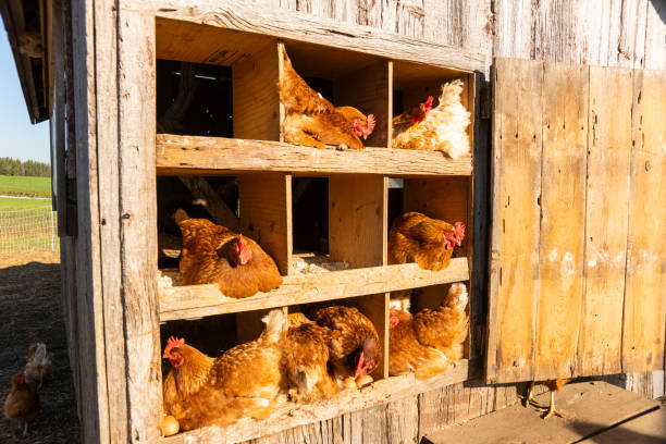 istock Organic Chickens in a chicken coop. 1053208886