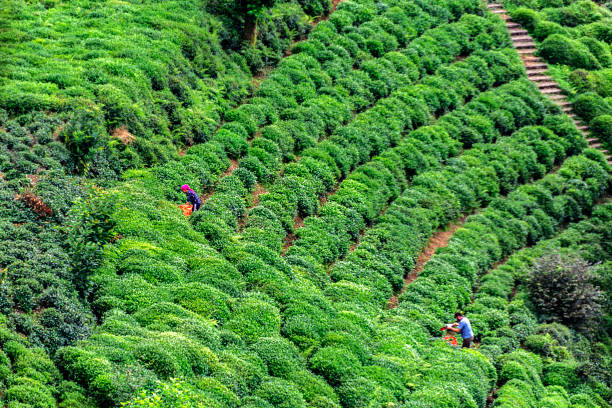 istock green tea gardens and tea harvesting 1053210234