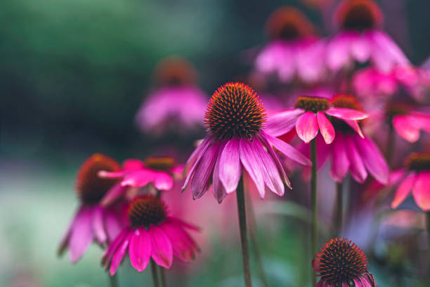 istock Field of flowers 1053212734
