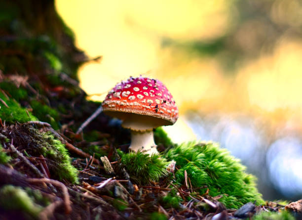 vola agarry nella foresta bavarese sul muschio - stockphoto - moss fungus macro toadstool foto e immagini stock