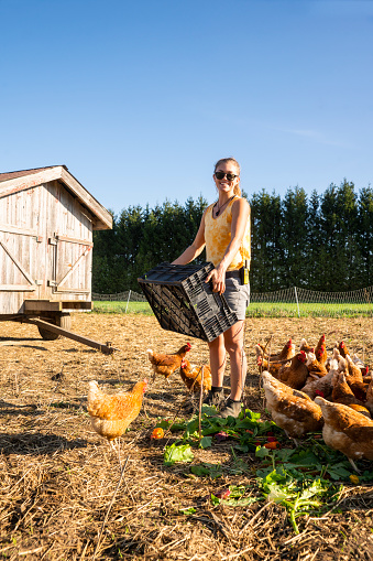 A happy female farmer feeding chicken in a rustic chicken coop on a bright sunny morning.  She is on a small scale organic farm that operates under a community shared agriculture model.